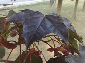 Acer platanoides var. Crimson King